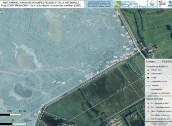 Suivi de l'avifaune nicheuse des roselières subhalophiles en fond de baie de Somme (2025-2027) - localisation des individus observés - transect 1 - avril 2025