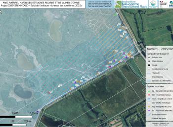 Suivi de l'avifaune nicheuse des roselières subhalophiles en fond de baie de Somme (2025-2027) - localisation des individus observés - transect 1 - mai 2025
