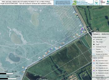 Suivi de l'avifaune nicheuse des roselières subhalophiles en fond de baie de Somme (2025-2027) - localisation des individus observés - transect 1 - juin 2025