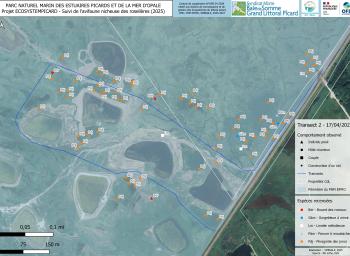 Suivi de l'avifaune nicheuse des roselières subhalophiles en fond de baie de Somme (2025-2027) - localisation des individus observés - transect 2 - avril 2025