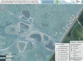 Suivi de l'avifaune nicheuse des roselières subhalophiles en fond de baie de Somme (2025-2027) - localisation des individus observés - transect 2 - mai 2025