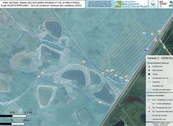 Suivi de l'avifaune nicheuse des roselières subhalophiles en fond de baie de Somme (2025-2027) - localisation des individus observés - transect 2 - juin 2025