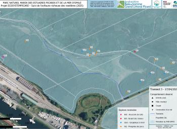 Suivi de l'avifaune nicheuse des roselières subhalophiles en fond de baie de Somme (2025-2027) - localisation des individus observés - transect 3 - avril 2025