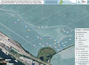 Suivi de l'avifaune nicheuse des roselières subhalophiles en fond de baie de Somme (2025-2027) - localisation des individus observés - transect 3 - mai 2025