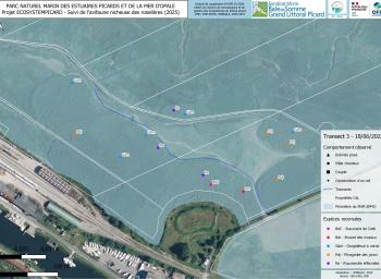 Suivi de l'avifaune nicheuse des roselières subhalophiles en fond de baie de Somme (2025-2027) - localisation des individus observés - transect 3 - juin 2025