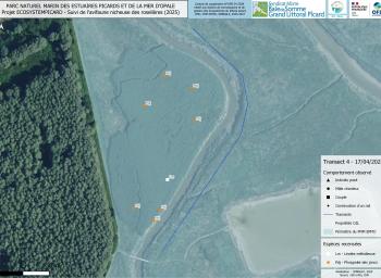 Suivi de l'avifaune nicheuse des roselières subhalophiles en fond de baie de Somme (2025-2027) - localisation des individus observés - transect 4 - avril 2025