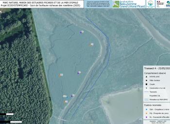 Suivi de l'avifaune nicheuse des roselières subhalophiles en fond de baie de Somme (2025-2027) - localisation des individus observés - transect 4 - mai 2025