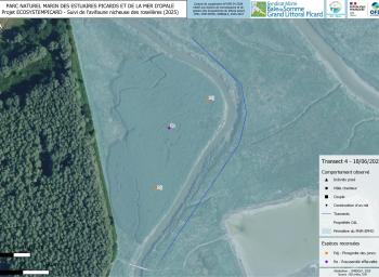 Suivi de l'avifaune nicheuse des roselières subhalophiles en fond de baie de Somme (2025-2027) - localisation des individus observés - transect 4 - juin 2025