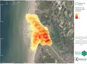 Carte de pression d'observation du suivi d'alimentation des limicoles côtiers et des activités humaines (protocole RNF) en nombre de scans réalisés en Baie de Canche durant l'hiver 2020-2021 sur chaque maille de 50x50m