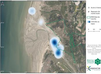 Carte de chaleur des limicoles côtiers contactés au repos en Baie de Canche nord durant l'hiver 2021-2022