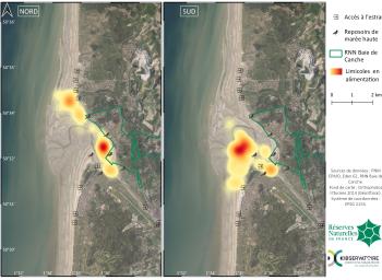 Carte de chaleur des limicoles côtiers contactés en alimentation en Baie de Canche durant l’hiver 2020-2021, par secteur de prospection