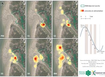 Carte de chaleur des limicoles côtiers observés en alimentation en baie de Canche au cours de l'hiver 2020-2021 en fonction du stade de marée